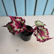 Load image into Gallery viewer, #R21 Begonia Raspberry Torte