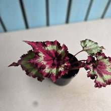 Load image into Gallery viewer, #R21 Begonia Raspberry Torte