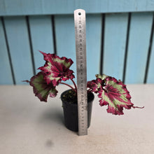 Load image into Gallery viewer, #R21 Begonia Raspberry Torte