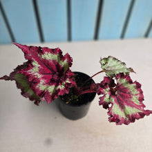 Load image into Gallery viewer, #R21 Begonia Raspberry Torte