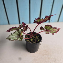Load image into Gallery viewer, #R21 Begonia Raspberry Torte
