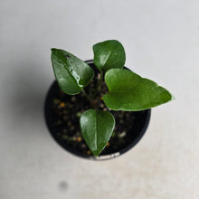 Load image into Gallery viewer, #R11 Anthurium Sp. From Chapada Diamantina Brazil