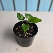 Load image into Gallery viewer, #R11 Anthurium Sp. From Chapada Diamantina Brazil