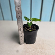 Load image into Gallery viewer, #R11 Anthurium Sp. From Chapada Diamantina Brazil