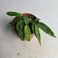 Load image into Gallery viewer, #R30 Two x Anthurium Pallidiflorum Seedlings
