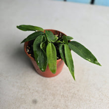 Load image into Gallery viewer, #R30 Two x Anthurium Pallidiflorum Seedlings
