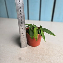 Load image into Gallery viewer, #R30 Two x Anthurium Pallidiflorum Seedlings