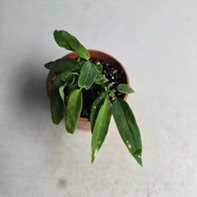 Load image into Gallery viewer, #R30 Two x Anthurium Pallidiflorum Seedlings