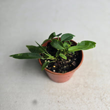 Load image into Gallery viewer, #R30 Two x Anthurium Pallidiflorum Seedlings