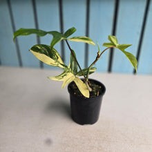 Load image into Gallery viewer, #RD6 Philodendron Florida Beauty