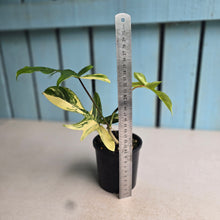 Load image into Gallery viewer, #RD6 Philodendron Florida Beauty