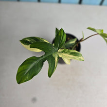 Load image into Gallery viewer, #RD6 Philodendron Florida Beauty
