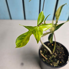Load image into Gallery viewer, #RD6 Philodendron Florida Beauty