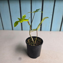 Load image into Gallery viewer, #RD6 Philodendron Florida Beauty