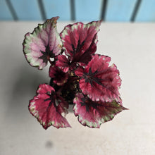 Load image into Gallery viewer, #R46 Begonia Kotobuki