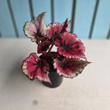 Load image into Gallery viewer, #R46 Begonia Kotobuki