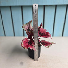 Load image into Gallery viewer, #R46 Begonia Kotobuki