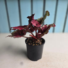 Load image into Gallery viewer, #R46 Begonia Kotobuki