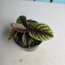 Load image into Gallery viewer, #D89 Labisia Sp.