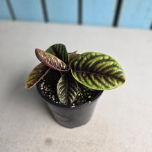 Load image into Gallery viewer, #D89 Labisia Sp.