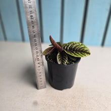 Load image into Gallery viewer, #D89 Labisia Sp.