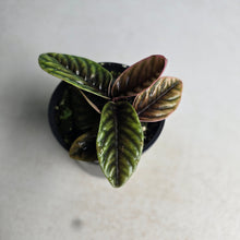 Load image into Gallery viewer, #D89 Labisia Sp.