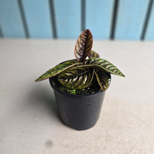 Load image into Gallery viewer, #D89 Labisia Sp.