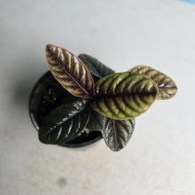 Load image into Gallery viewer, #R107 Labisia Sp.