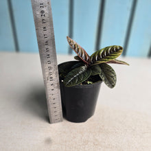 Load image into Gallery viewer, #R107 Labisia Sp.