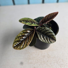 Load image into Gallery viewer, #R107 Labisia Sp.