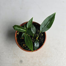Load image into Gallery viewer, #R48 Two x Anthurium Punctatum Seedlings