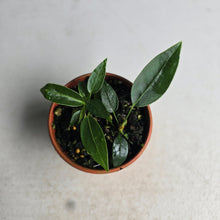 Load image into Gallery viewer, #R48 Two x Anthurium Punctatum Seedlings