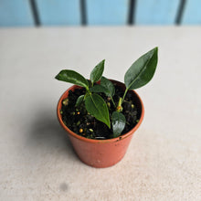 Load image into Gallery viewer, #R48 Two x Anthurium Punctatum Seedlings