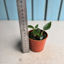 Load image into Gallery viewer, #R48 Two x Anthurium Punctatum Seedlings