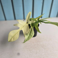 Load image into Gallery viewer, #RB20 Philodendron Florida Ghost