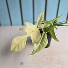 Load image into Gallery viewer, #RB20 Philodendron Florida Ghost