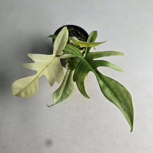 Load image into Gallery viewer, #RB20 Philodendron Florida Ghost