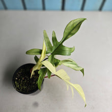 Load image into Gallery viewer, #RB20 Philodendron Florida Ghost