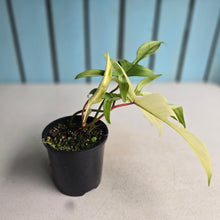 Load image into Gallery viewer, #RB20 Philodendron Florida Ghost