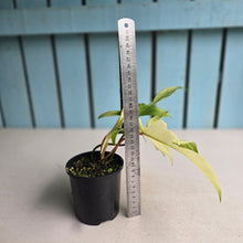Load image into Gallery viewer, #RB20 Philodendron Florida Ghost