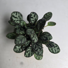 Load image into Gallery viewer, #RB20 Primulina Yungfuensis