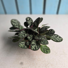 Load image into Gallery viewer, #RB20 Primulina Yungfuensis