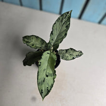 Load image into Gallery viewer, #RD46 Aglaonema Pictum Tricolor