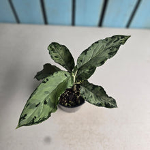 Load image into Gallery viewer, #RD46 Aglaonema Pictum Tricolor