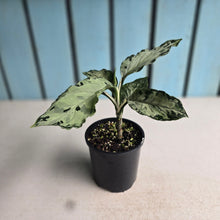 Load image into Gallery viewer, #RD46 Aglaonema Pictum Tricolor