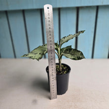 Load image into Gallery viewer, #RD46 Aglaonema Pictum Tricolor