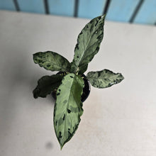Load image into Gallery viewer, #RD46 Aglaonema Pictum Tricolor