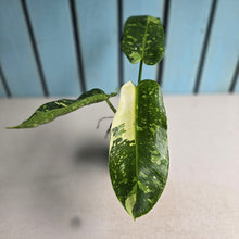 Load image into Gallery viewer, #RA20 Philodendron Jose Buono