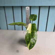 Load image into Gallery viewer, #RA20 Philodendron Jose Buono