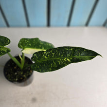 Load image into Gallery viewer, #RA20 Philodendron Jose Buono